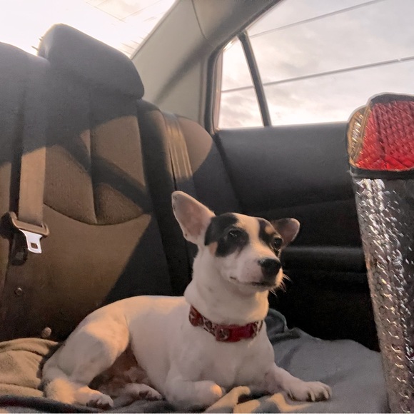 Meet your Posher, Nyezha - Picture 1 of 1